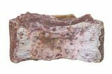 Triassic Fossil Avemetatarsalian (Dromomeron) Vertebra - Texas #322743-1
